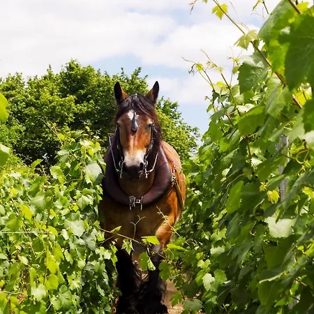 Enjoy En Champagne Maison Calme Au Milieu Du Vignoble Avec Parking Gratuit * Dormans