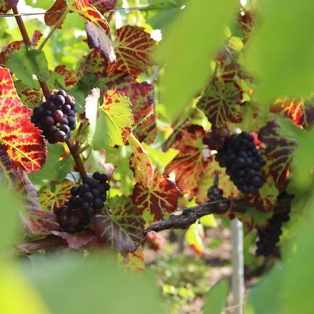 Enjoy En Champagne Maison Calme Au Milieu Du Vignoble Avec Parking Gratuit